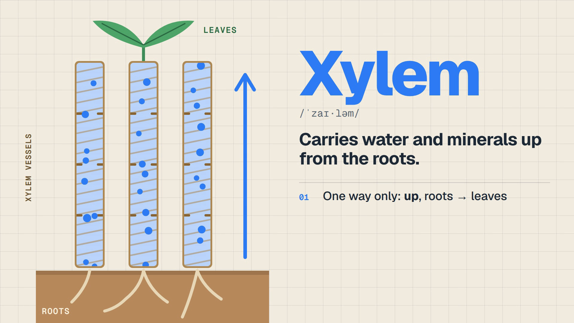 Poster for the plant-stem explainer.